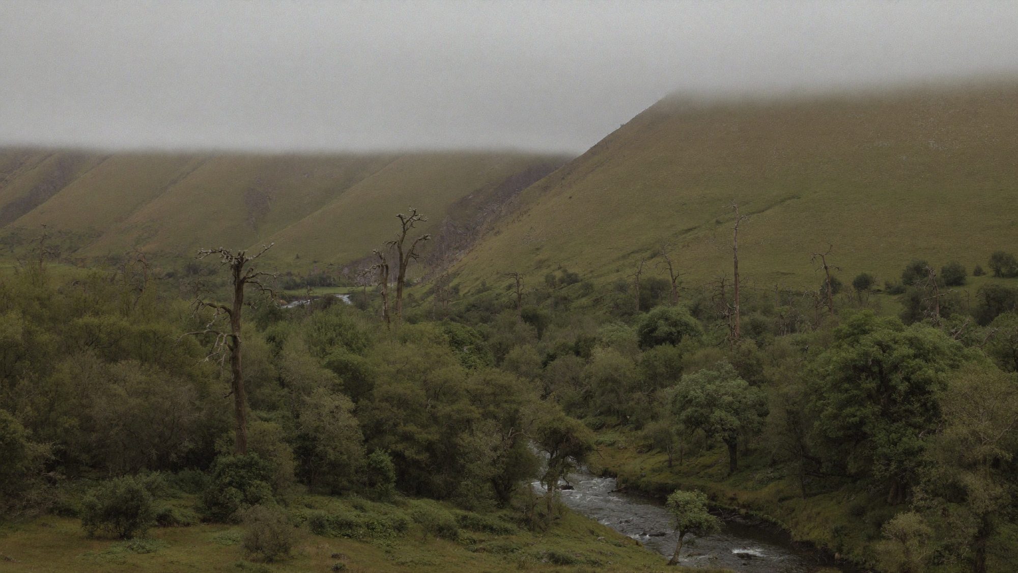 Hayedo con niebla en el valle de Baztan